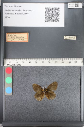 Media type: image;   Entomology 131614